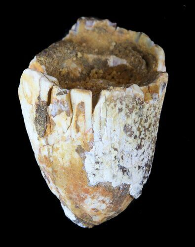 Bargain, Cretaceous Fossil Crocodile (Elosuchus) Tooth - Morocco #49078